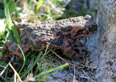 Bufotes viridis